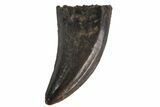 Serrated, Raptor Tooth (Acheroraptor?) - Montana #77392-1